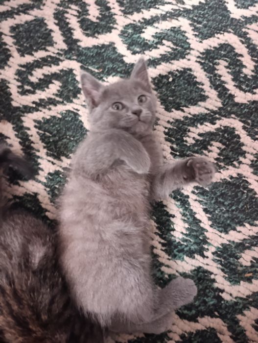 Отдам котят в добрые руки, с ненавязчивым дальнейшим отслеживанием суд