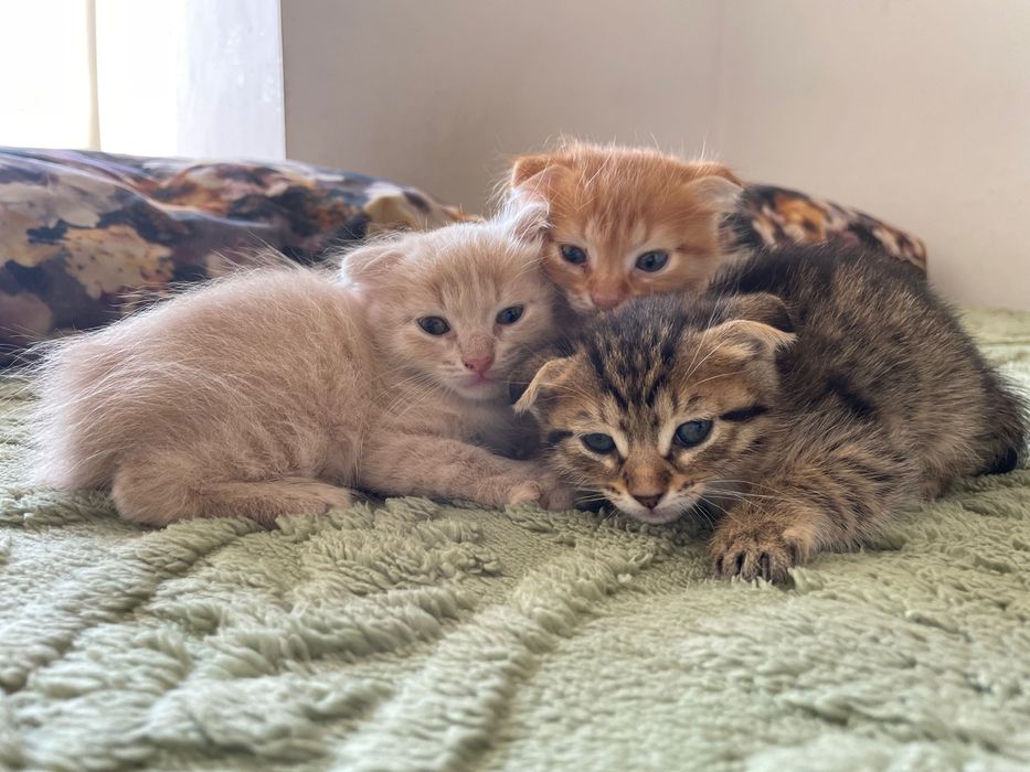 Вислоухие котята