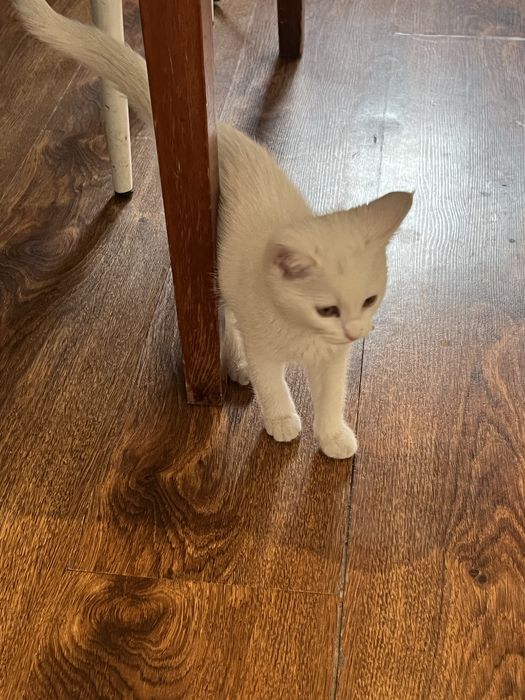 Котенка отдам даром