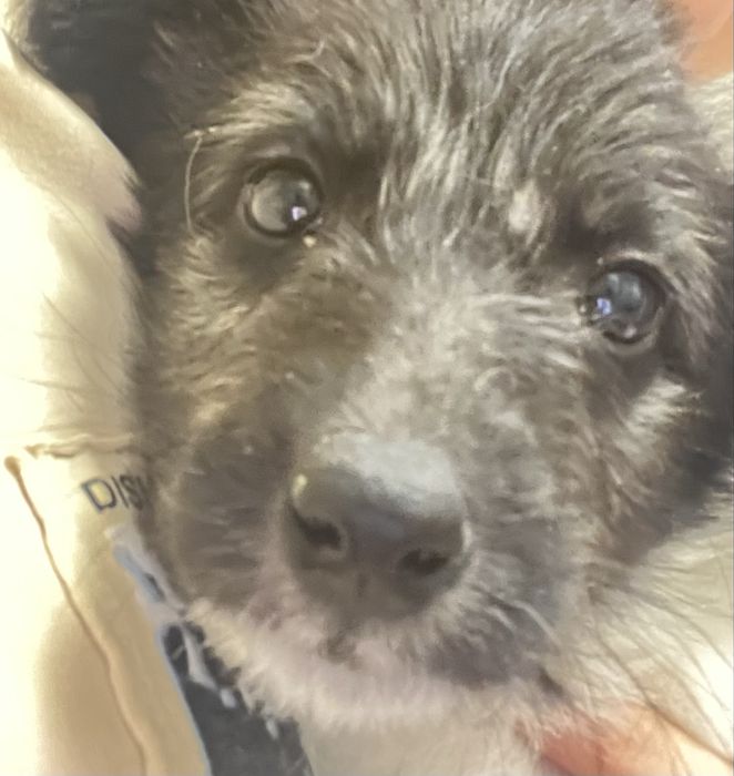 Отдам щенка девочку