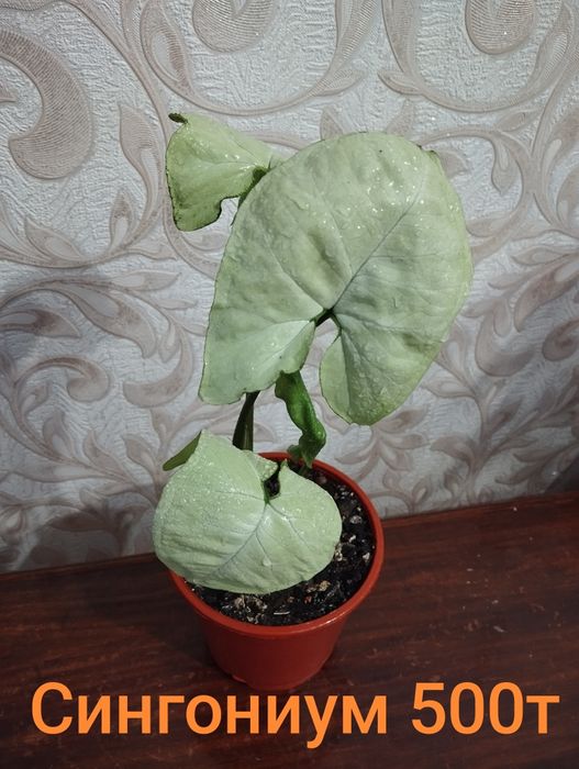 Сингониум продам