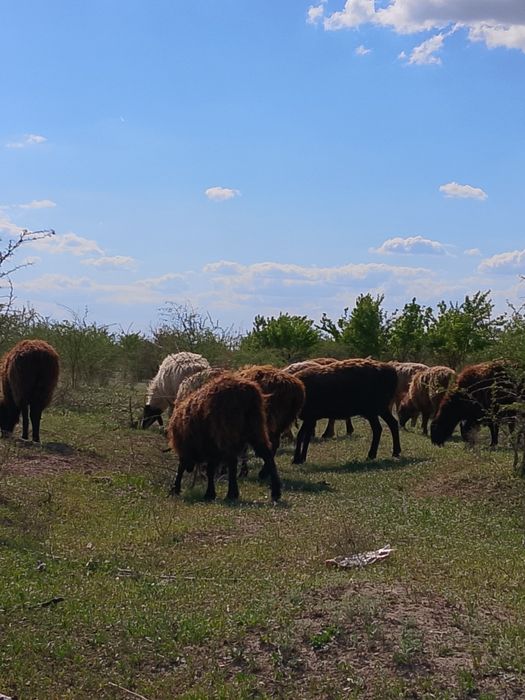 75 бас козылы кой бар бары жас койлар
