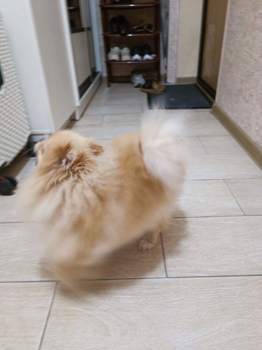 Отдадим шпица 7ле