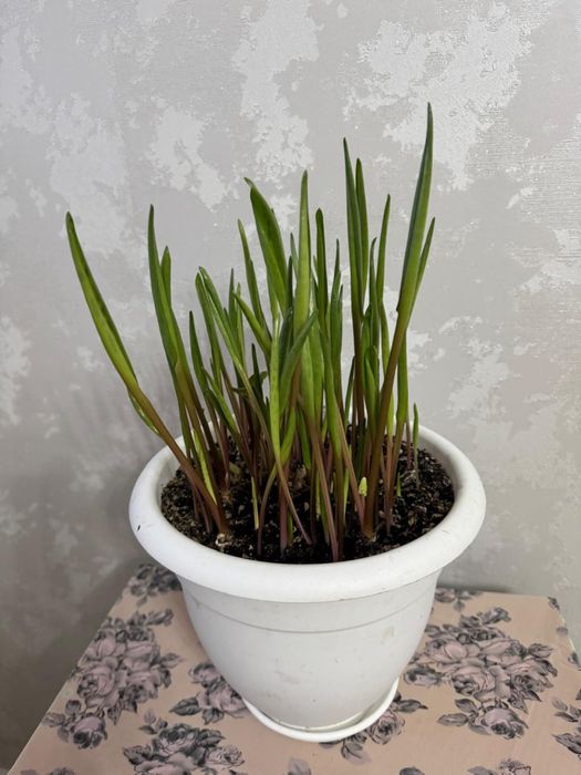 Продам цветы  Дриопсис