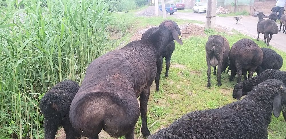 Продам хорошего барана