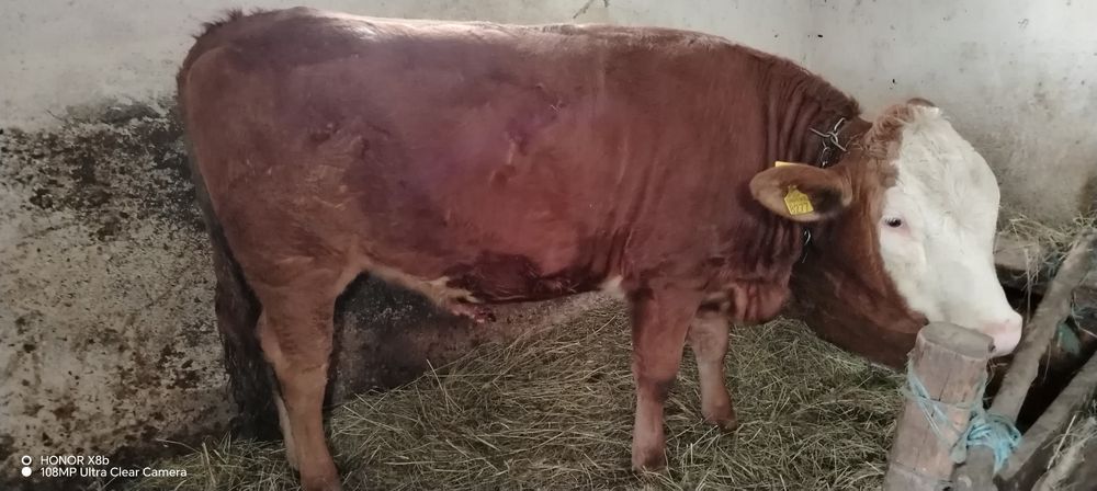 Jurinca montata de doua luni fără coarne din Barsau de jos