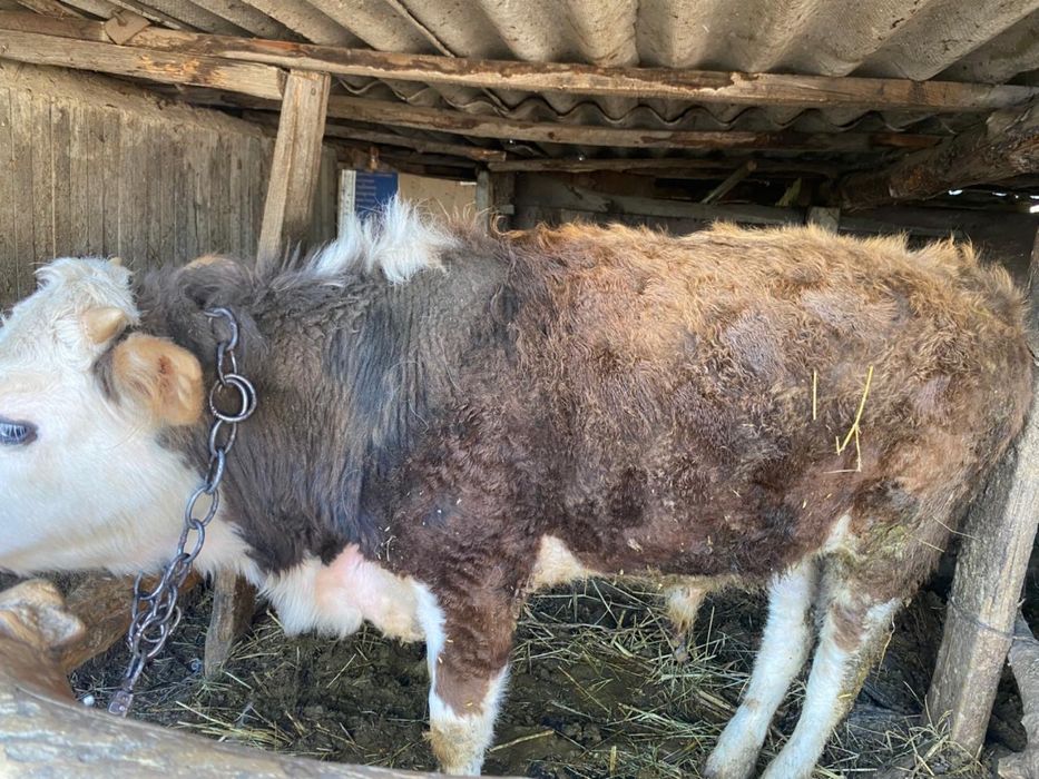 Продам бычков годовалых