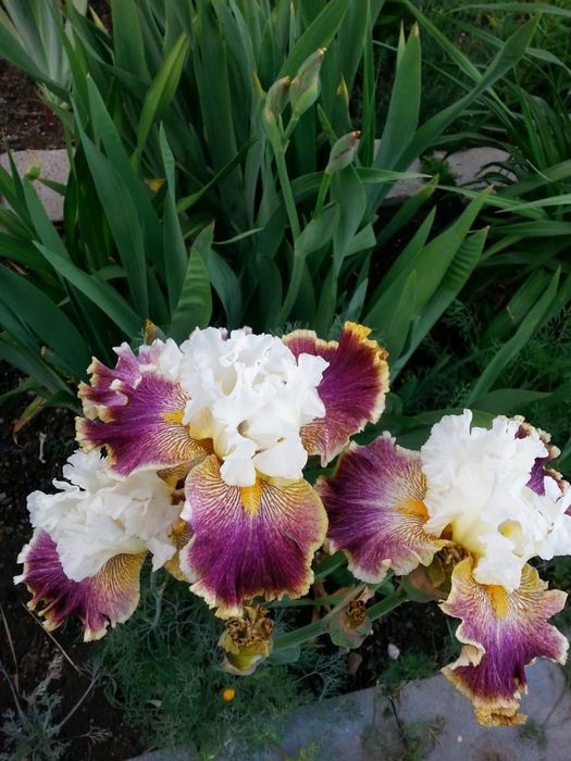 Продаю сортовые ирисы и многолетники в Караганде