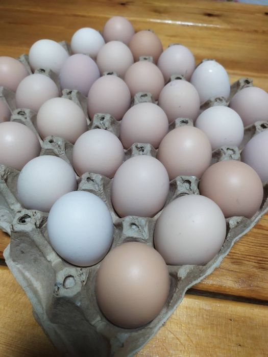 Домашние куриные яйца