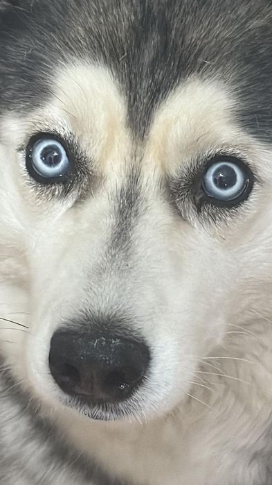 Пропала собака 19-го февраля