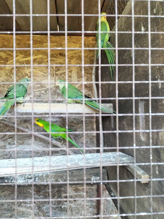 De vânzare Papagali barabant