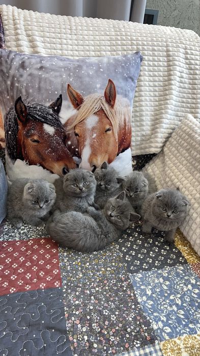 Котета Шотландски Фолд и Котета Британка  Късокосместа