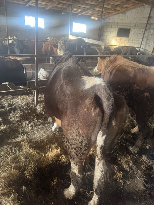 Vand trei vaci mai multe detali la telefon