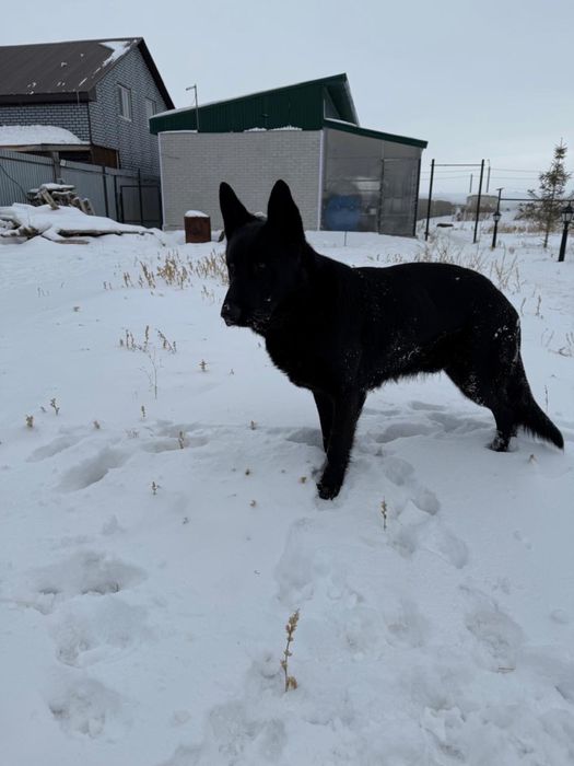 Продаются щенки немецкой овчарки