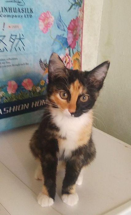 4 та мушук болалари яхши кулларга