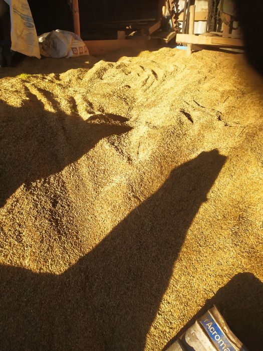 Vând porumb boabe si ovaz – calitate bună