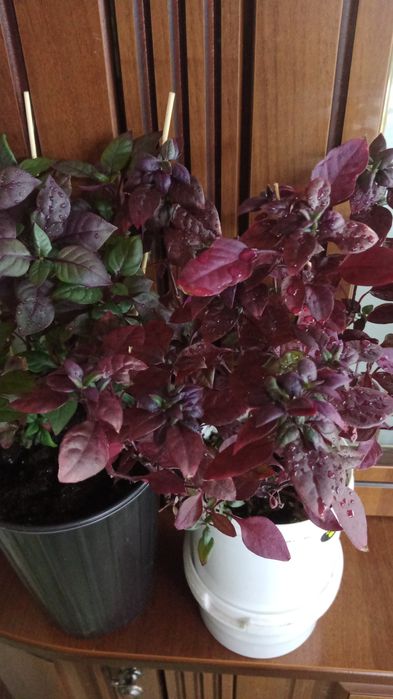 Продам комнатные растения