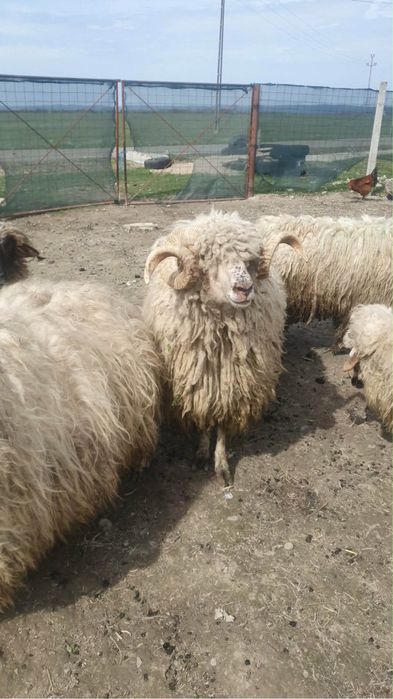 Oi şi berbeci de vanzare