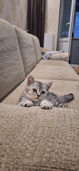 Котенок 3 месяцев