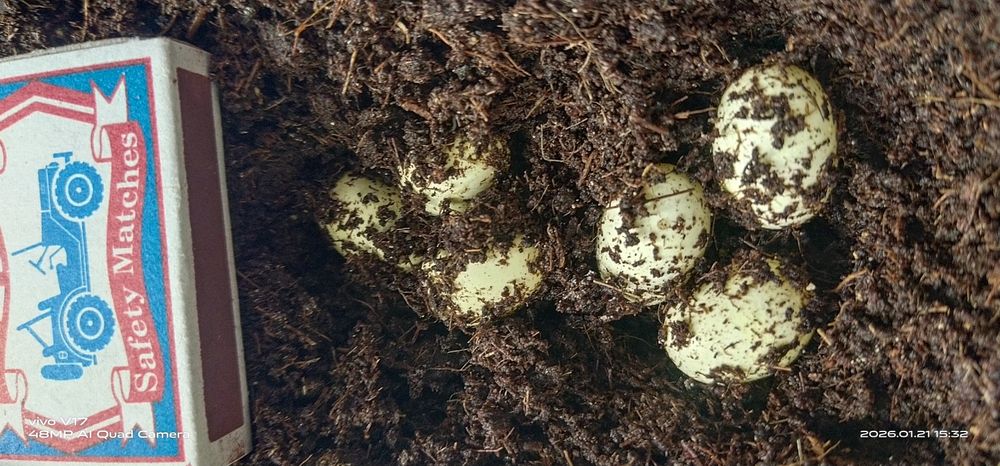 Улитка Африканская Архахатин