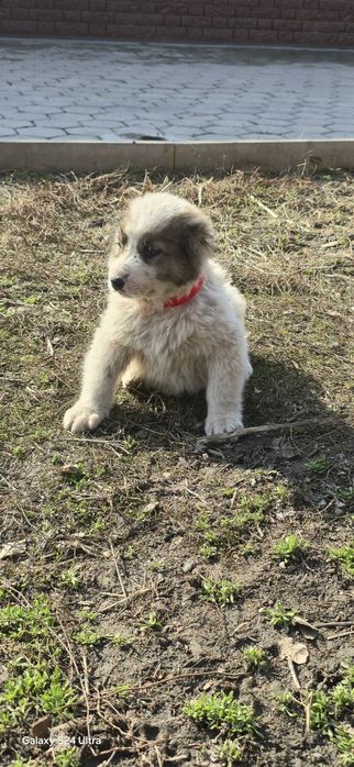 Алабай щенки сао