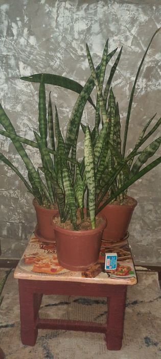 Сансевьера. Цветы для дома и офиса.