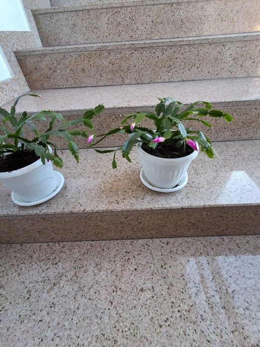 Стайни растения -Коледничета,  Драцена