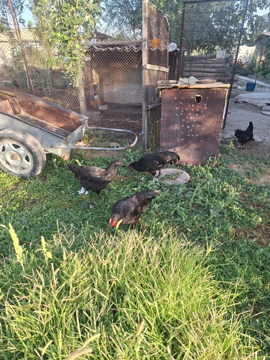 Ruminski Avstralop jo'ja xorozlari sotiladi