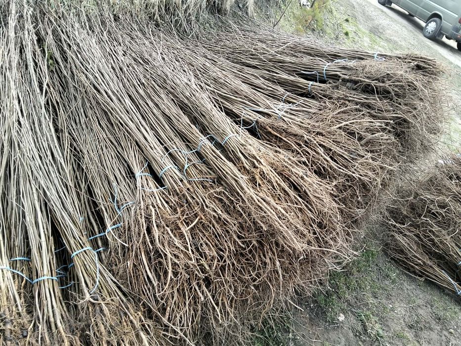 Avem oferită la puieți tratați salcâm mesteacăn brad molid pin Tei fag