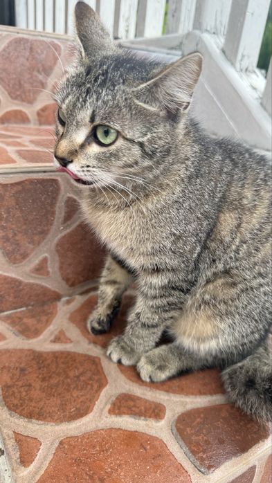 Котенок, бесплатно