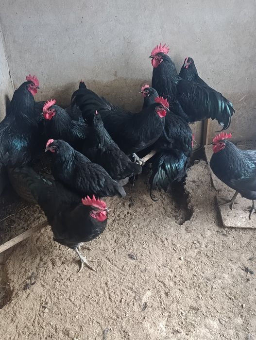 Avstralop Tovuq Xorozlar sotiladi