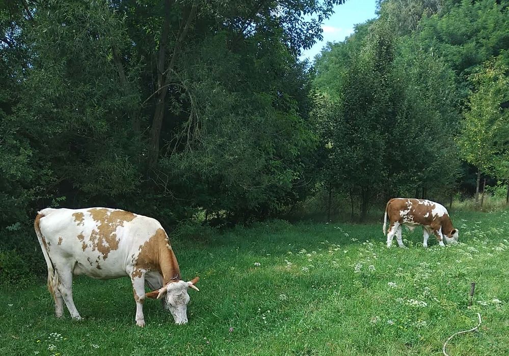 Vaca tânără cu vitel