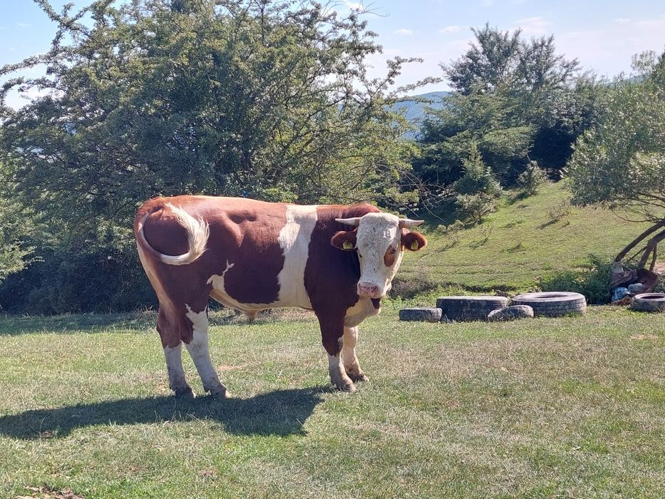 Vând taur de bivol și unu de vaca