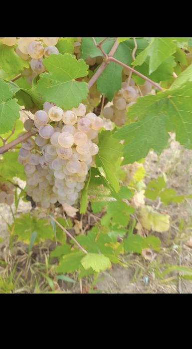 Butasi de vita de vie de anul 2 și de anul 3