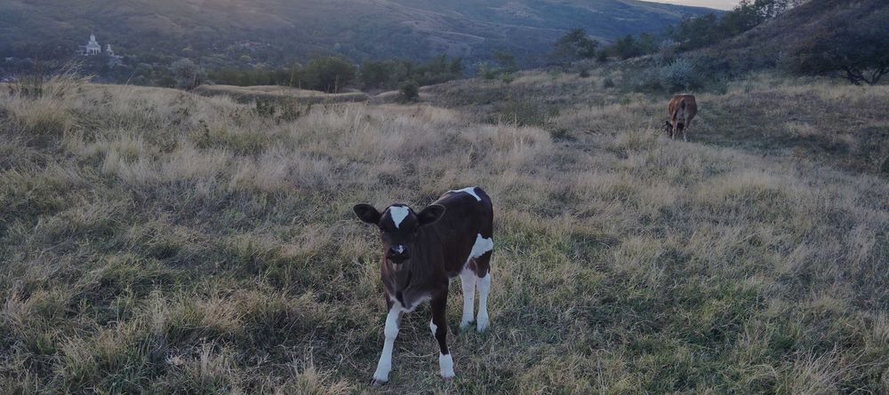 Vând vaca cu vitea