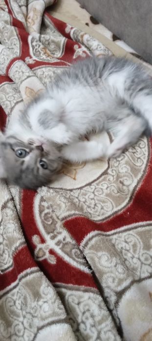 Отдаем кошечку в хорошие руки