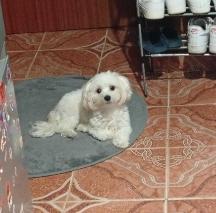 Vând Bichon maltez