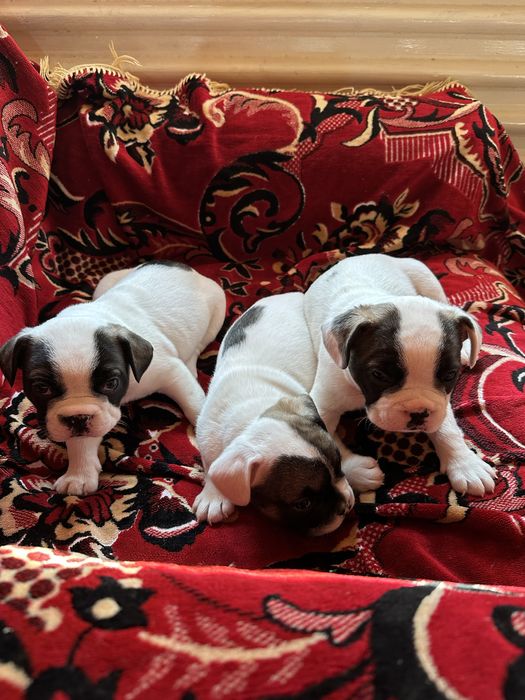 3 Френски Булдога