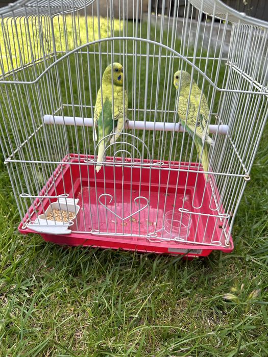 Papagali perusi cu colivie completa si accesorii