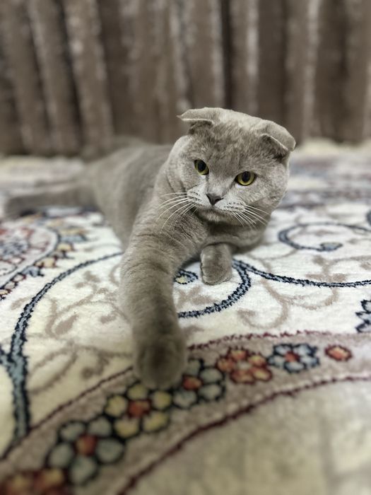 Вязка skotish  fold tozza qon mushuk qiz mushuklarni taklif qiladi