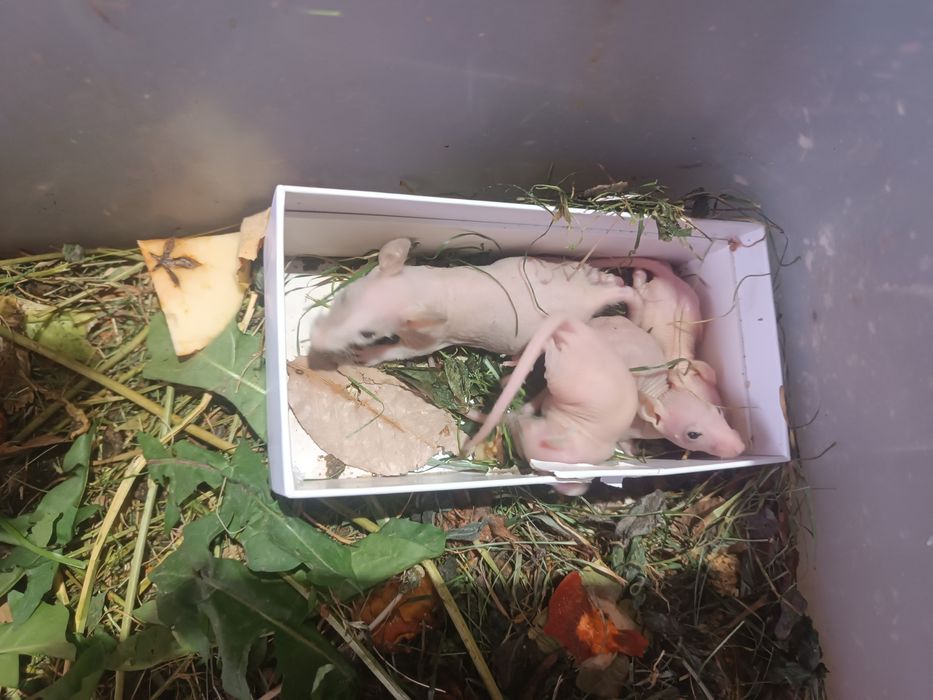 Сфинкс крысята продам