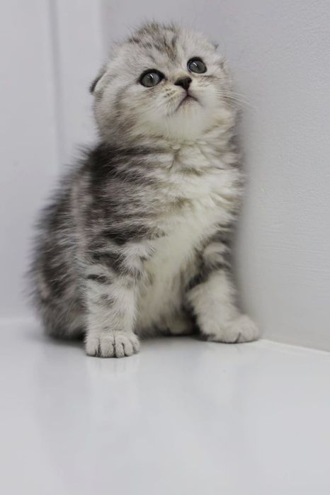 ОчаРоваШки КотикИ _ ШотлАндСкиЕ