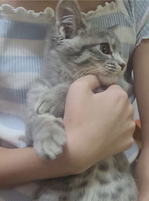 Котенок 1.5 месяца (котик)