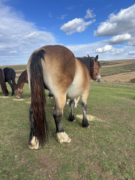Vand iapa de 4 ani gestanta