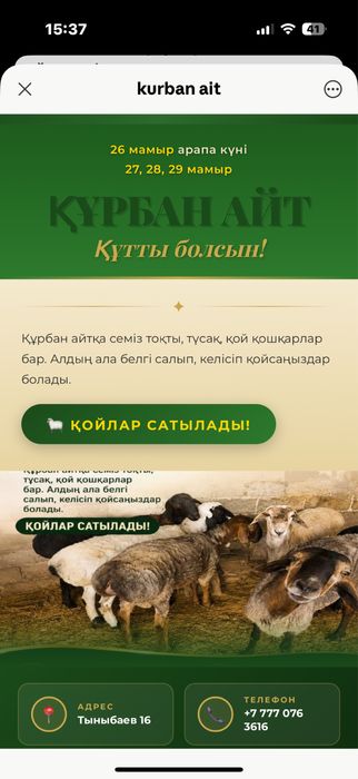 Қой Семіз Эдильбаевская порода