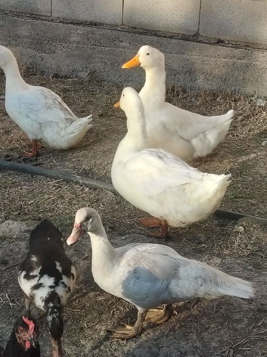 Продам. Гуси, утки пекинки, башкирки