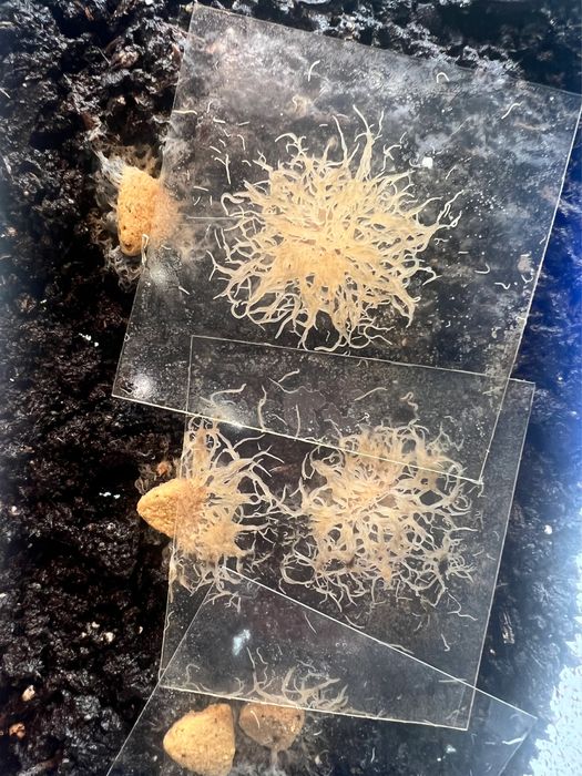 Cultura grindal hrana vie pesti acvariu