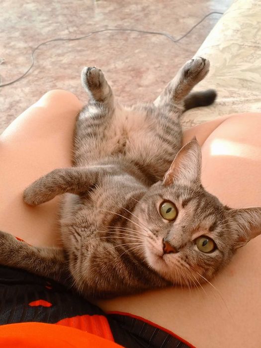 Котёнок 6 мес девочка