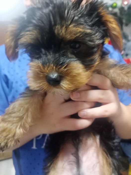 Йорки момче родено на 30 .10 .2025г с паспорт и ваксини!