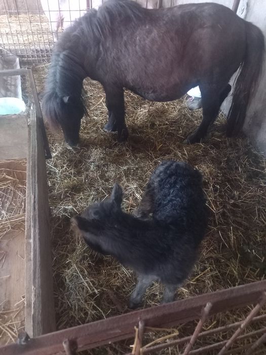 Vând poenita cu mânzut